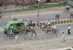 Early morning street scene- Camels!
